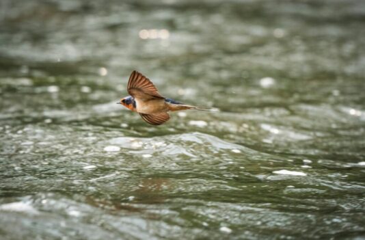 swallows-5